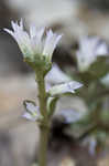 Virginia pennywort